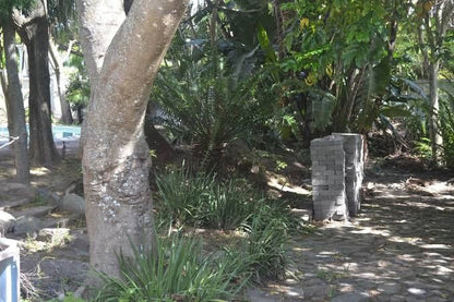 Cycad Lodge Selborne East London Eastern Cape South Africa Unsaturated, Palm Tree, Plant, Nature, Wood, Reptile, Animal, Ruin, Architecture, Tree, Garden