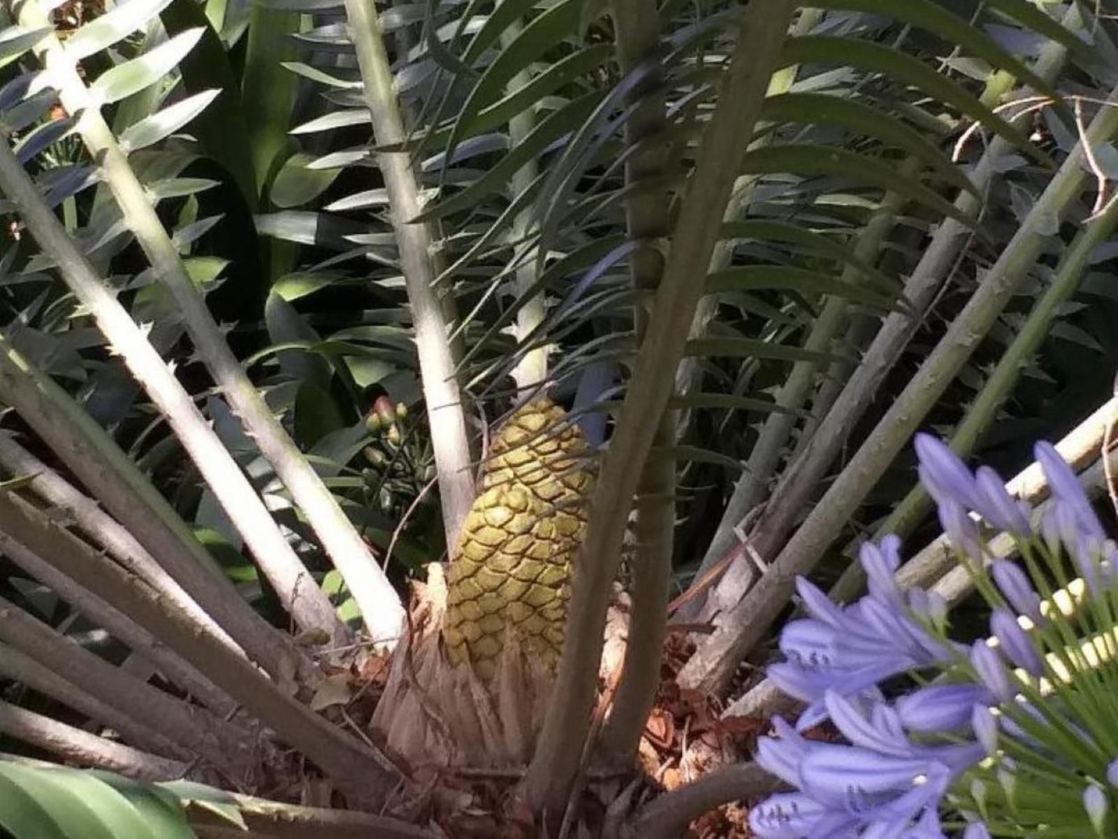 Cycas Guest House Malelane Mpumalanga South Africa Pineapple, Fruit, Food, Plant, Nature