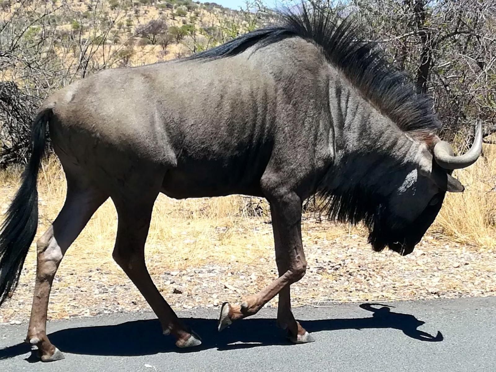 Daan Viljoen Lodge, Animal