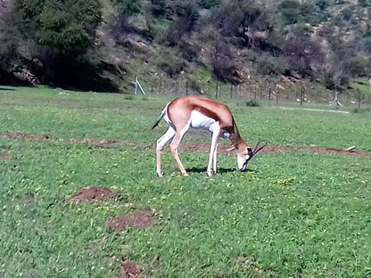 Daan Viljoen Lodge, Animal