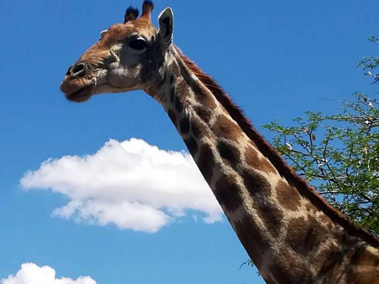 Daan Viljoen Lodge, Giraffe, Mammal, Animal, Herbivore