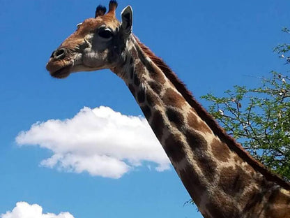 Daan Viljoen Lodge, Giraffe, Mammal, Animal, Herbivore