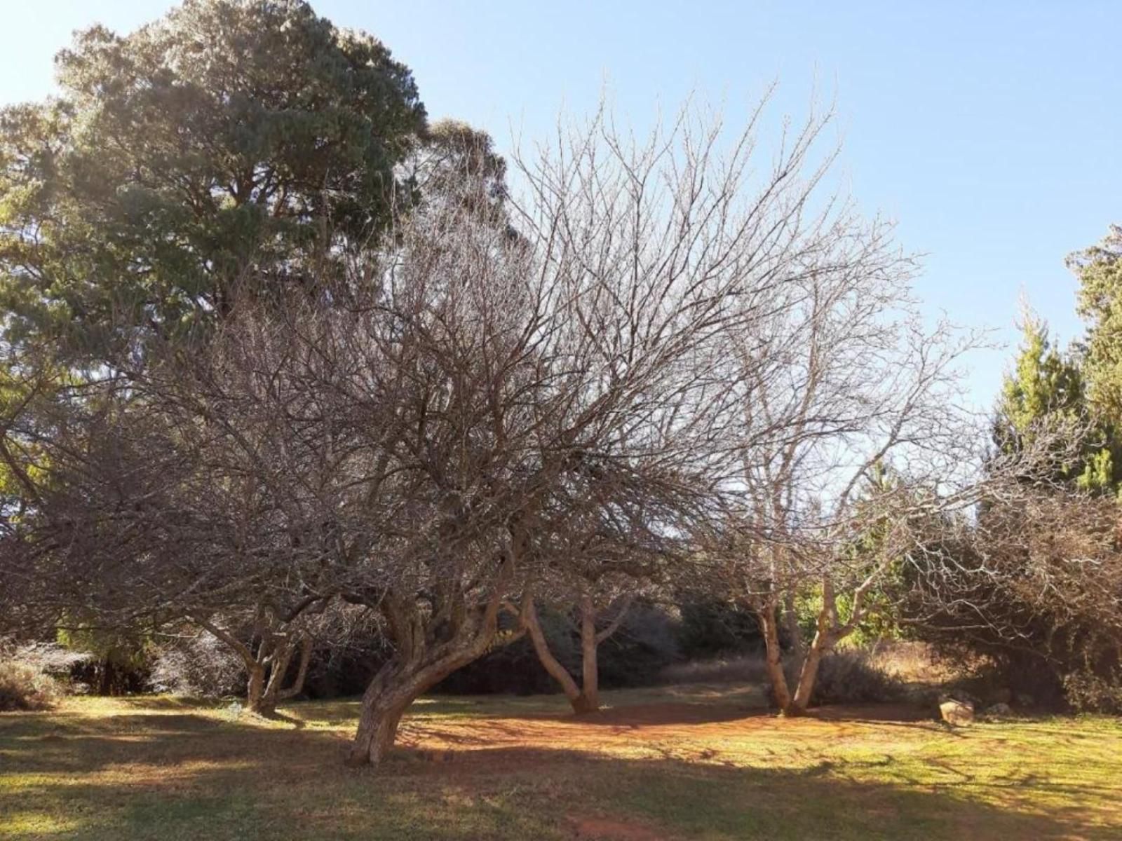 Dabchick Cottage Dullstroom Mpumalanga South Africa Plant, Nature, Tree, Wood