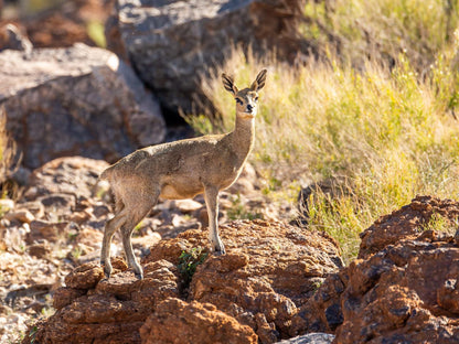 Daberas Guest Farm Augrabies Northern Cape South Africa Deer, Mammal, Animal, Herbivore