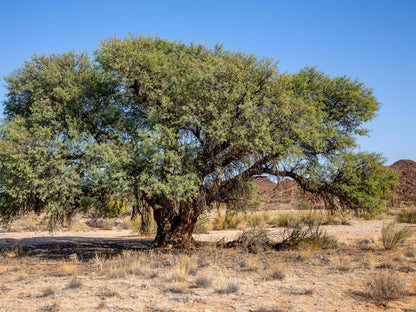 Daberas Guest Farm Augrabies Northern Cape South Africa Complementary Colors, Plant, Nature, Tree, Wood, Desert, Sand