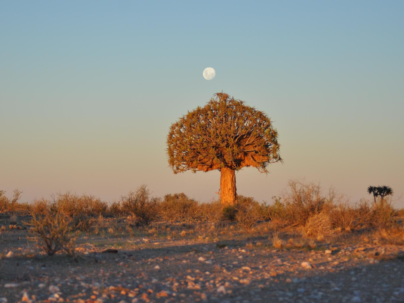 Daberas Guest Farm Augrabies Northern Cape South Africa Desert, Nature, Sand, Lowland