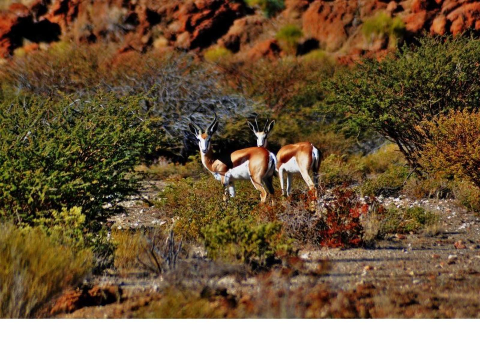 Daberas Guest Farm Augrabies Northern Cape South Africa 