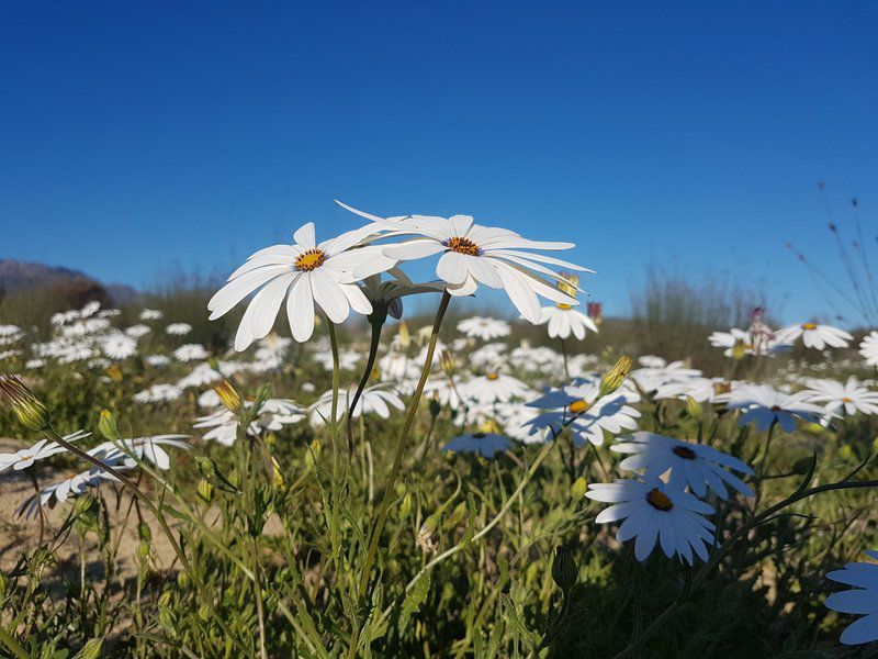 Daisy Cottage Clanwilliam Clanwilliam Western Cape South Africa Complementary Colors, Daisy, Flower, Plant, Nature, Meadow