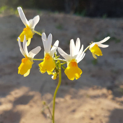 Daisy Cottage Clanwilliam Clanwilliam Western Cape South Africa Daffodil, Flower, Plant, Nature