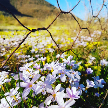 Daisy Cottage Clanwilliam Clanwilliam Western Cape South Africa Complementary Colors, Blossom, Plant, Nature, Flower, Bokeh