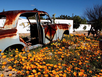 Daisy Country Lodge Springbok Northern Cape South Africa Complementary Colors, Plant, Nature