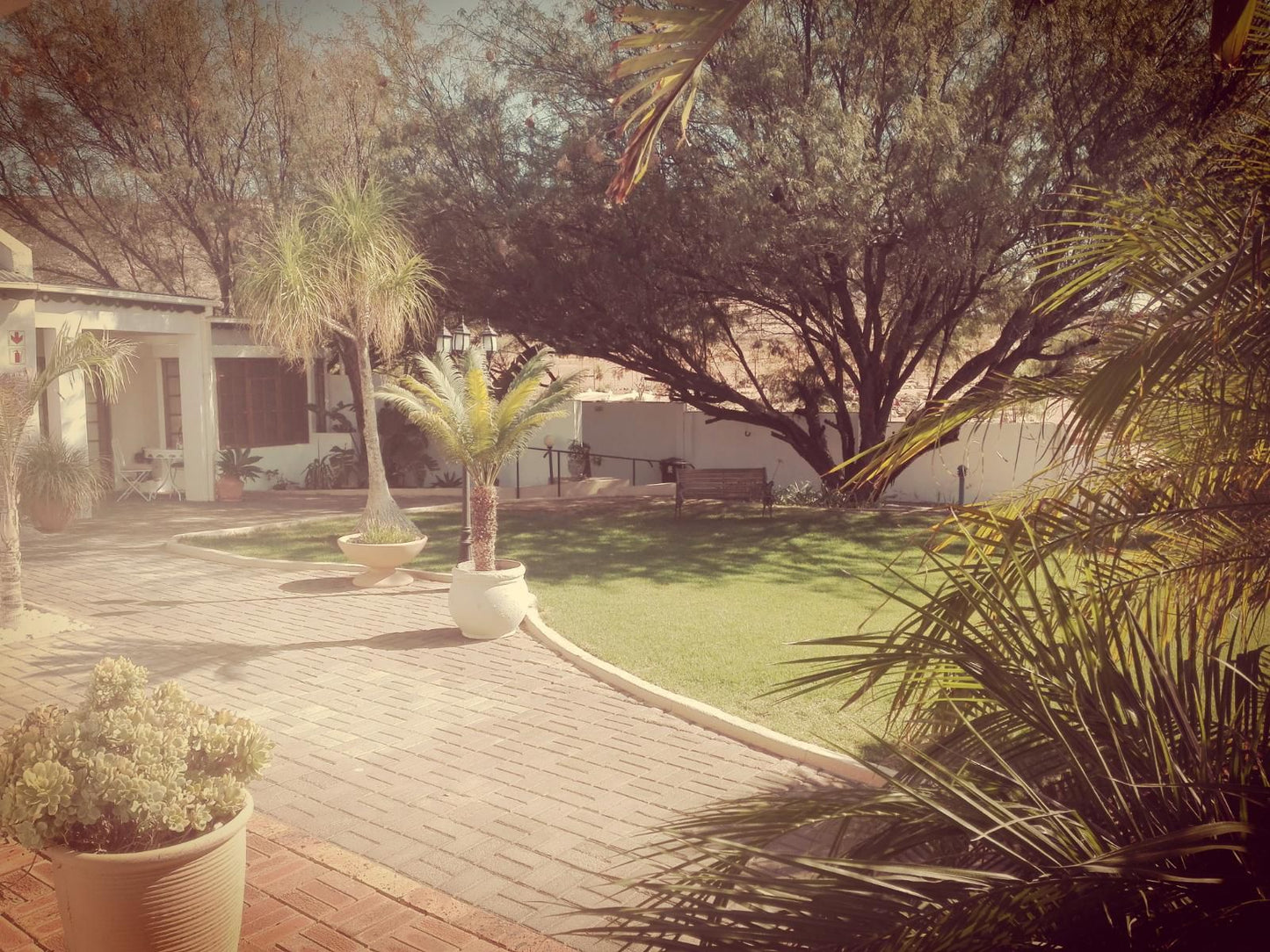 Daisy Country Lodge Springbok Northern Cape South Africa Palm Tree, Plant, Nature, Wood