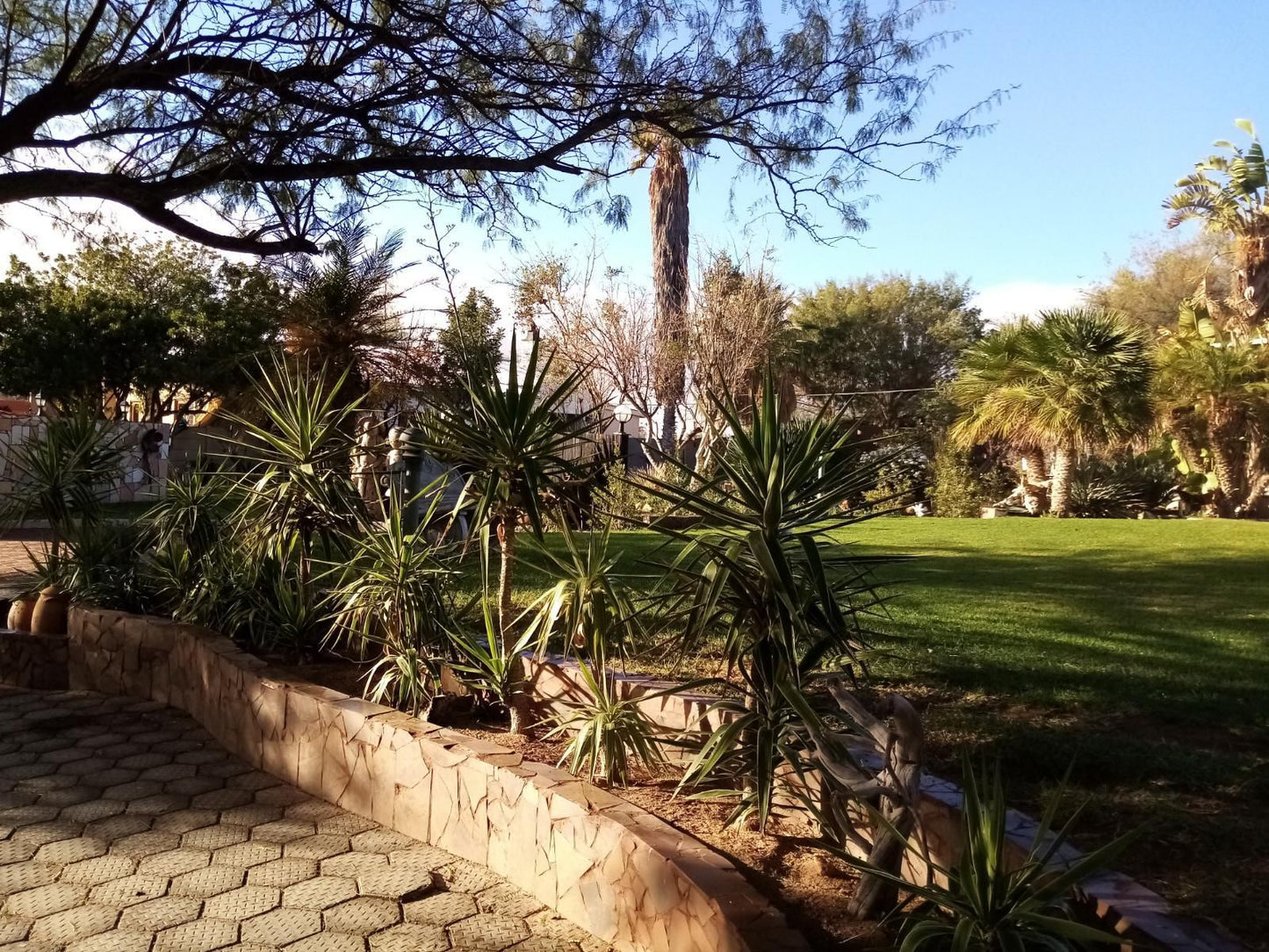 Daisy Country Lodge Springbok Northern Cape South Africa Palm Tree, Plant, Nature, Wood, Garden