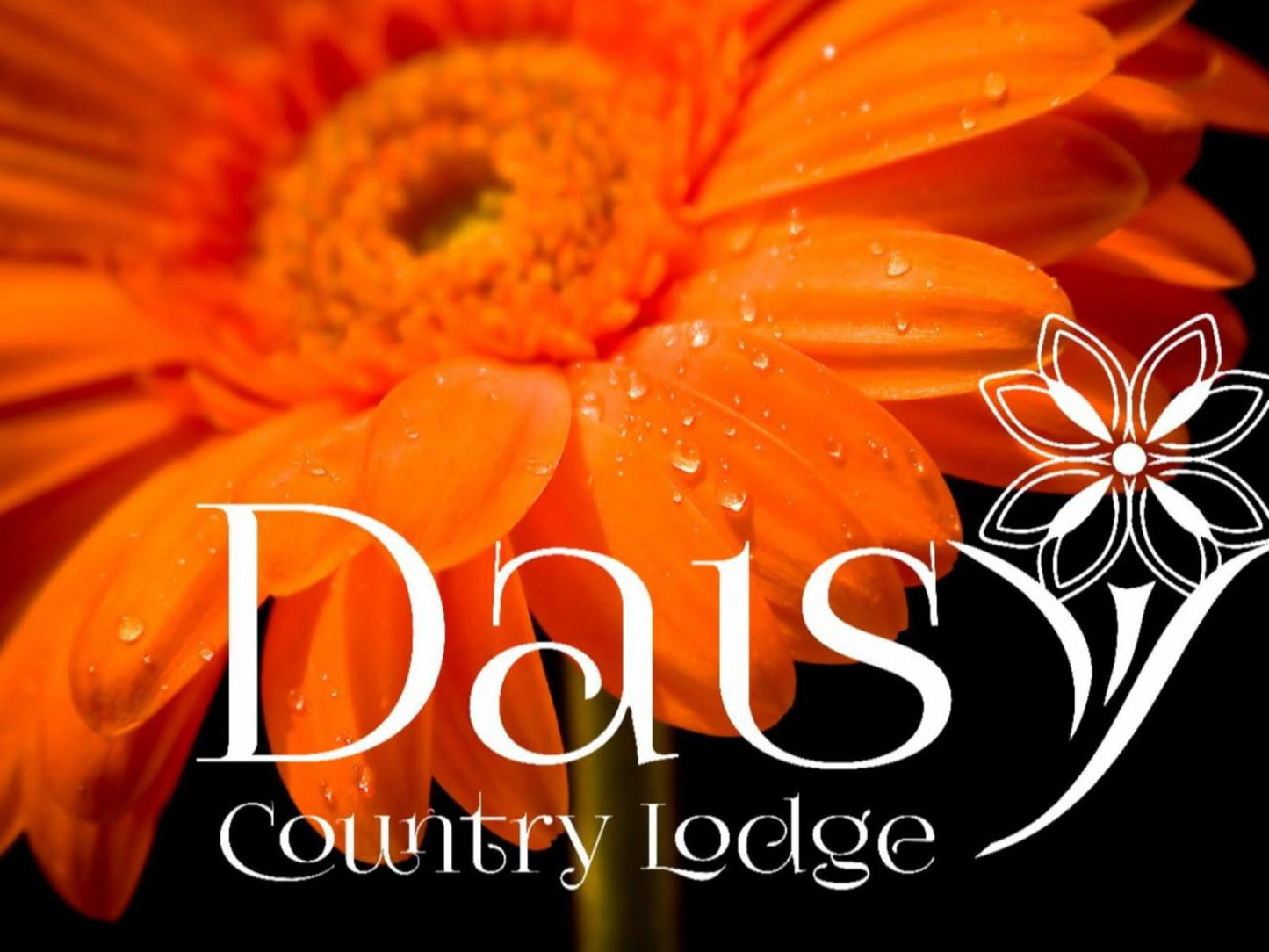 Daisy Country Lodge Springbok Northern Cape South Africa Colorful, Flower, Plant, Nature