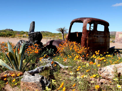Daisy Country Lodge Springbok Northern Cape South Africa Complementary Colors, Cactus, Plant, Nature, Ruin, Architecture