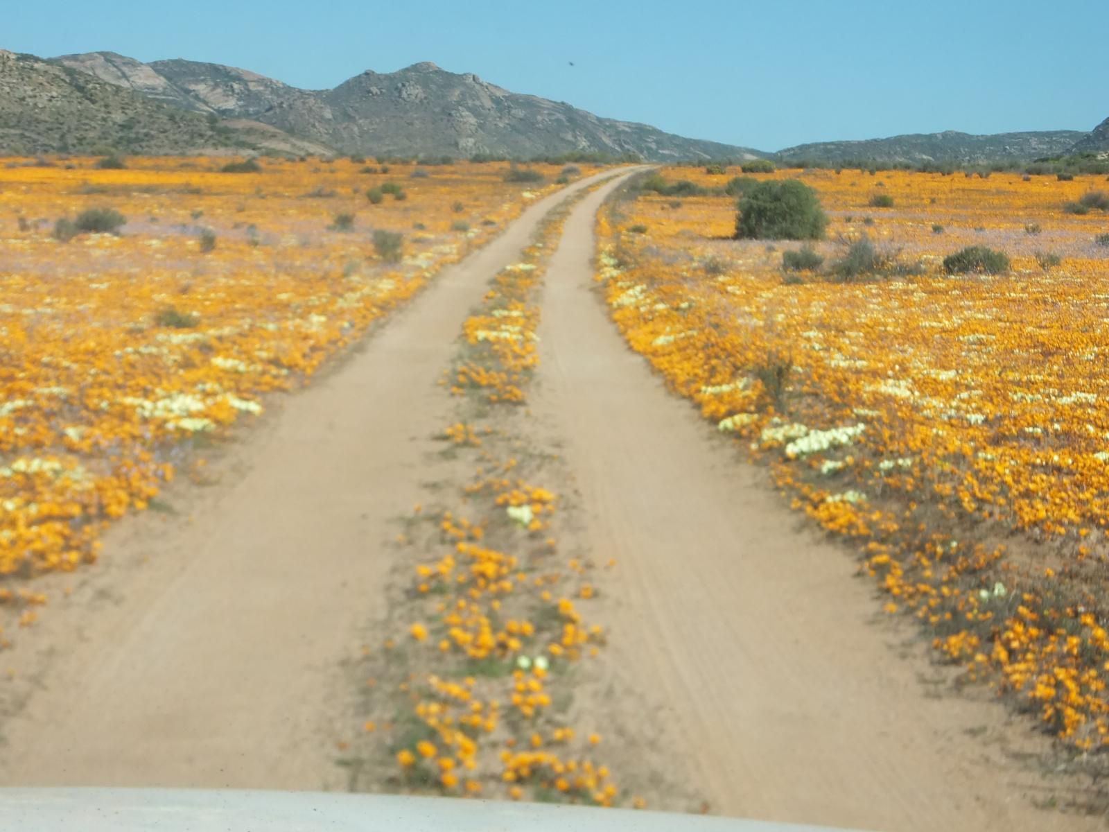 Daisy Country Lodge Springbok Northern Cape South Africa Plant, Nature