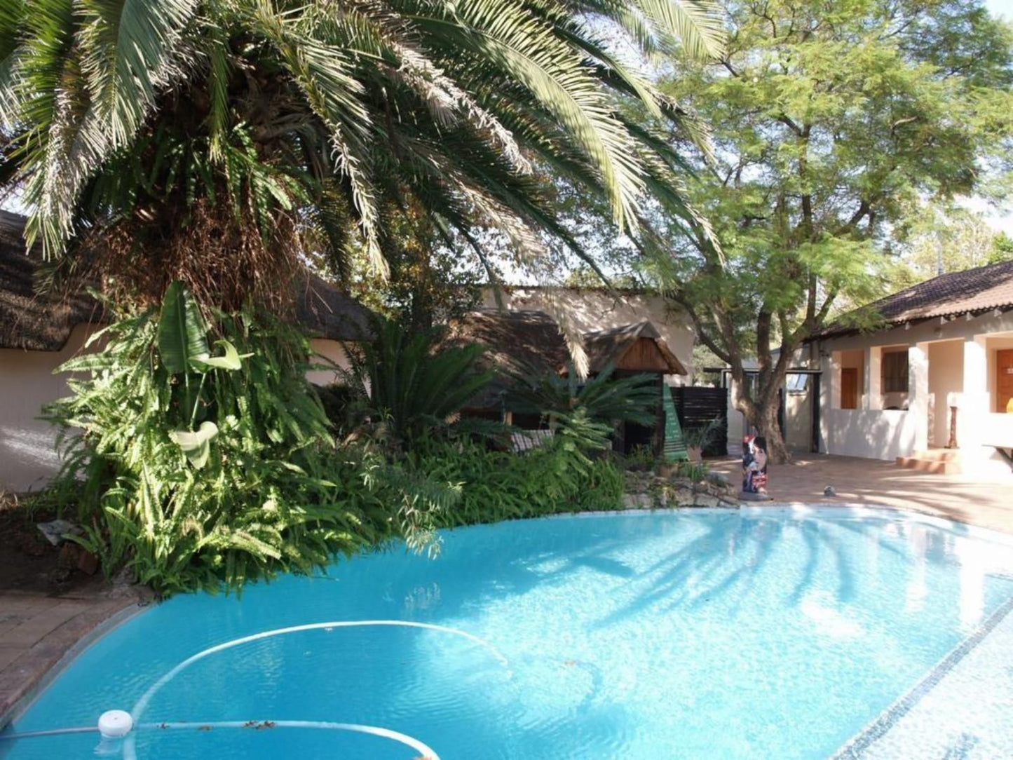 Dalberry Guest House Fourways Johannesburg Gauteng South Africa Complementary Colors, Palm Tree, Plant, Nature, Wood, Swimming Pool