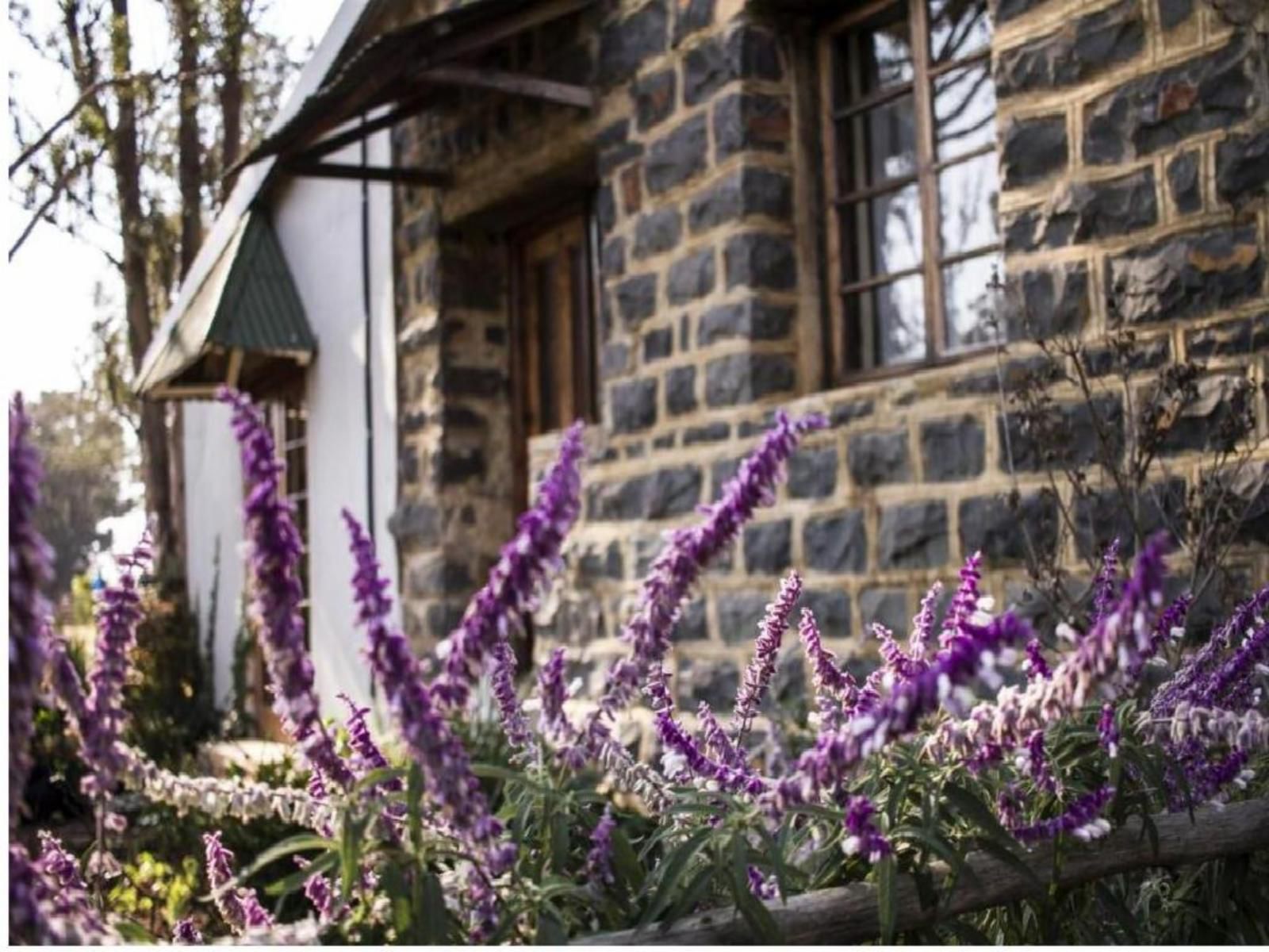 Dalmore Guest Farm Bandb Central Drakensberg Kwazulu Natal South Africa Cabin, Building, Architecture, Lavender, Nature, Plant