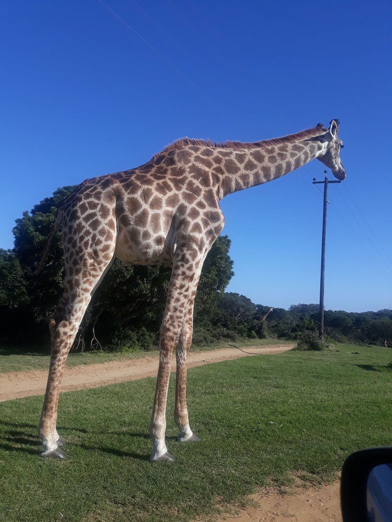 Dancing Dunes Self Catering Loft Beachview Port Elizabeth Eastern Cape South Africa Complementary Colors, Giraffe, Mammal, Animal, Herbivore