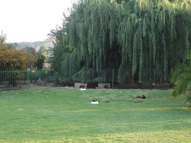 Dancing Ducks Bon Accord Pretoria Tshwane Gauteng South Africa Cemetery, Religion, Grave, Garden, Nature, Plant