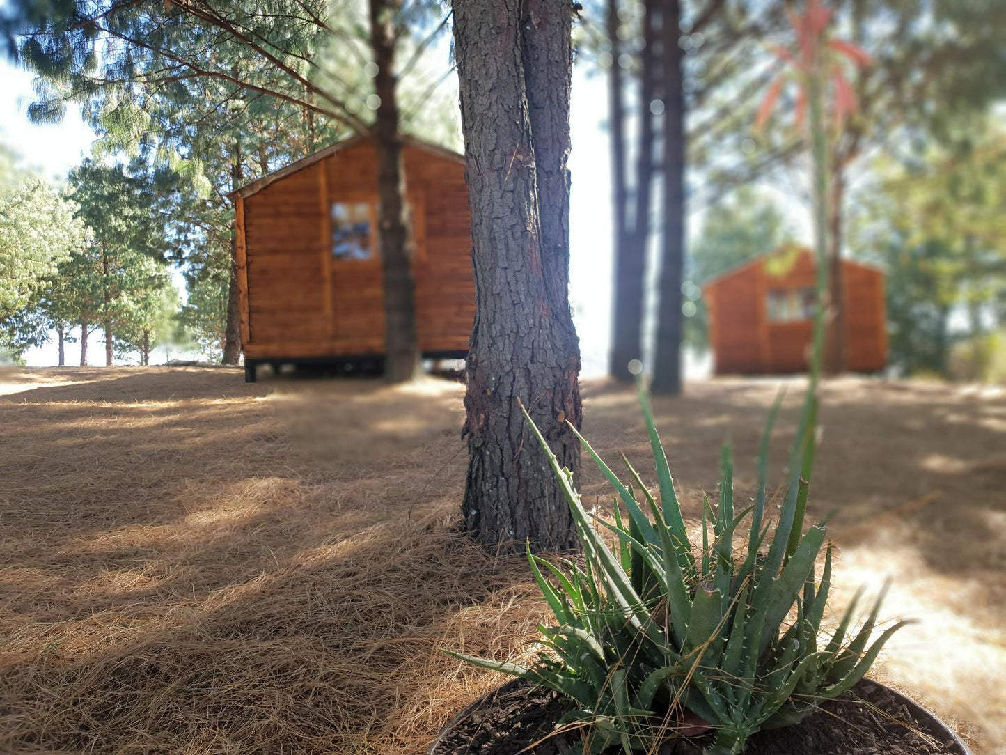 2 Sleeper Basic Cabin @ Dargle Forest Lodge