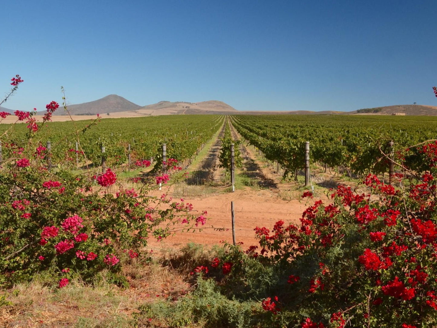 Darling Lodge Guest House Darling Western Cape South Africa Complementary Colors, Cactus, Plant, Nature, Field, Agriculture, Canola, Desert, Sand, Lowland