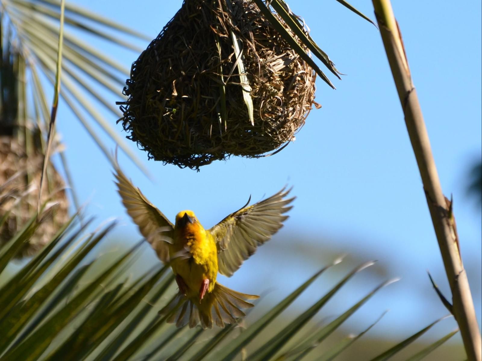 Darling Lodge Guest House Darling Western Cape South Africa Complementary Colors, Bird, Animal, Plant, Nature