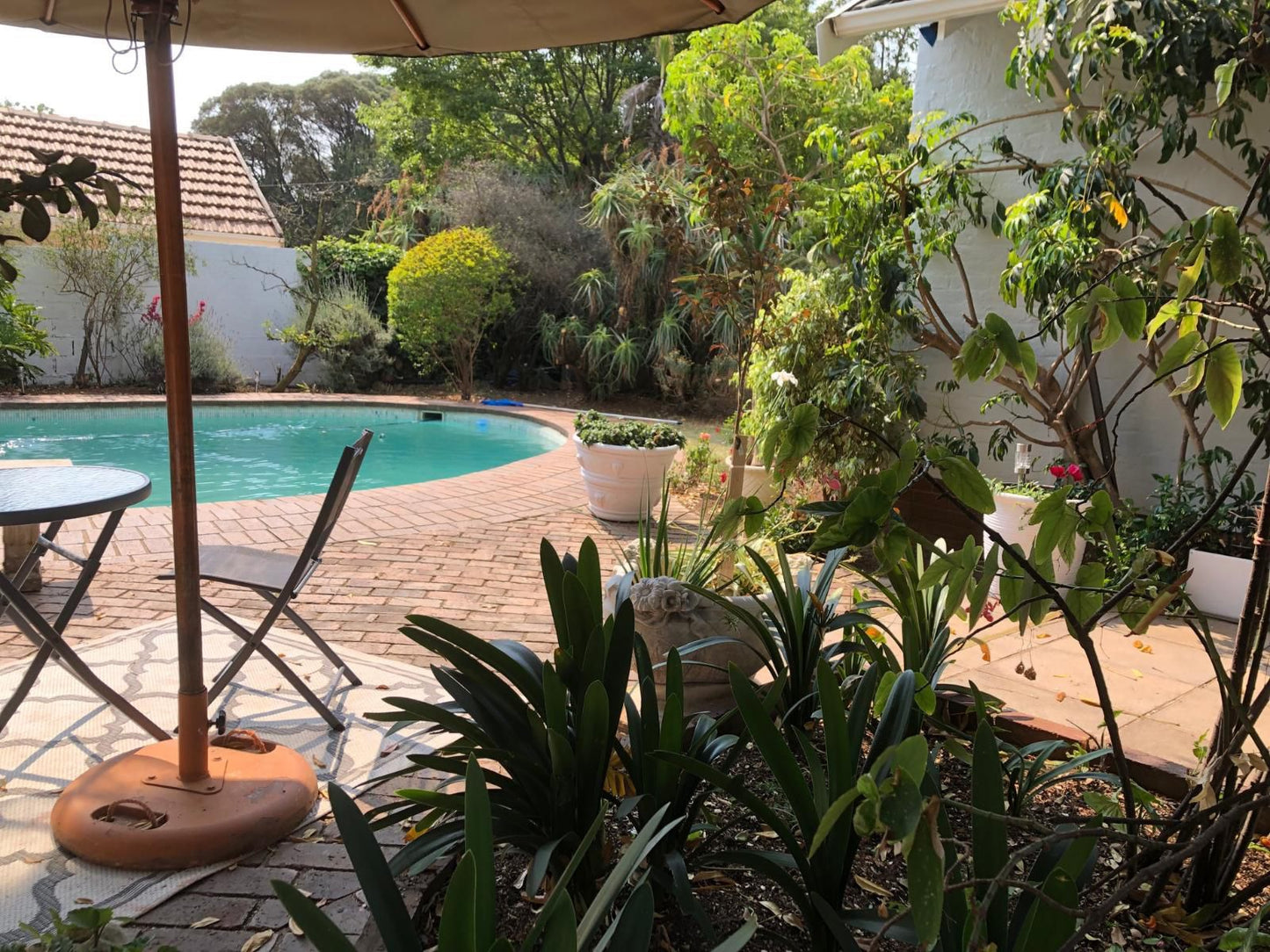 Darrenwood Guesthouse Darrenwood Johannesburg Gauteng South Africa Palm Tree, Plant, Nature, Wood, Garden, Swimming Pool