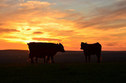 Dassenheuwel Farm Stay And Cottages Malmesbury Western Cape South Africa Colorful, Cow, Mammal, Animal, Agriculture, Farm Animal, Herbivore