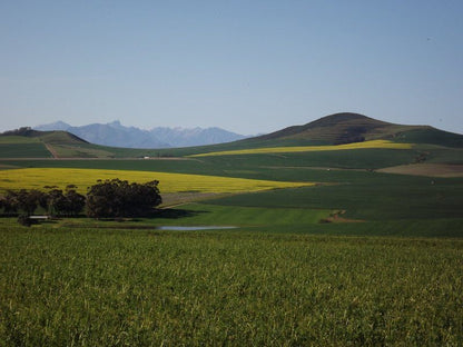 Dassenheuwel Farm Stay And Cottages Malmesbury Western Cape South Africa Complementary Colors, Field, Nature, Agriculture, Canola, Plant, Lowland