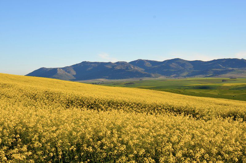 Dassenheuwel Farm Stay And Cottages Malmesbury Western Cape South Africa Complementary Colors, Colorful, Field, Nature, Agriculture, Plant, Canola, Lowland