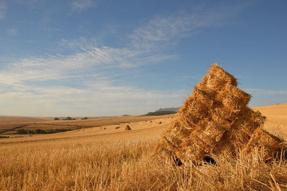 Dassenheuwel Farm Stay And Cottages Malmesbury Western Cape South Africa Field, Nature, Agriculture, Lowland