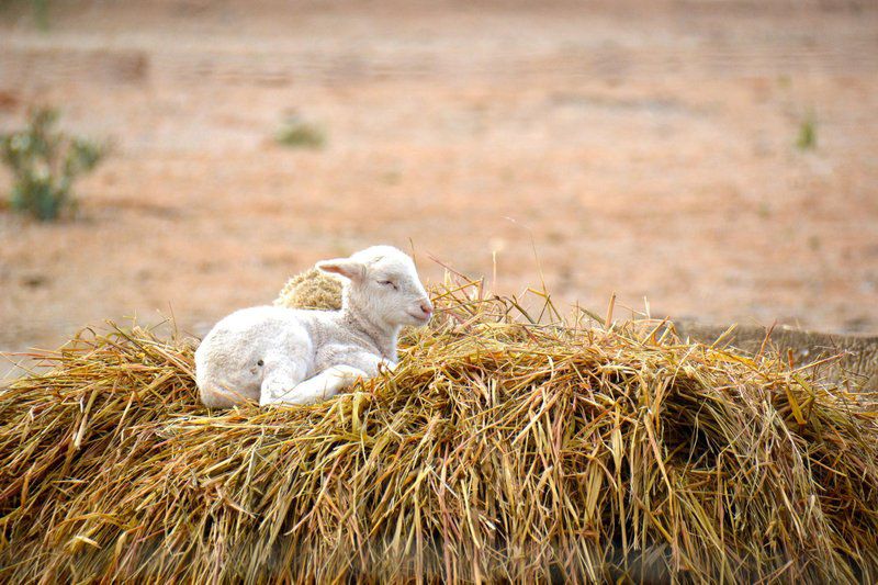 Dassenheuwel Farm Stay And Cottages Malmesbury Western Cape South Africa Sheep, Mammal, Animal, Agriculture, Farm Animal, Herbivore