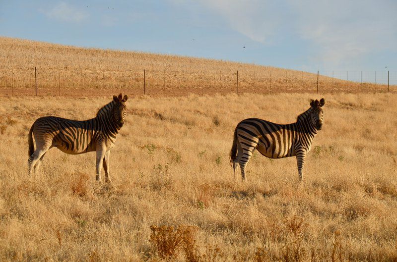 Dassenheuwel Farm Stay And Cottages Malmesbury Western Cape South Africa Zebra, Mammal, Animal, Herbivore