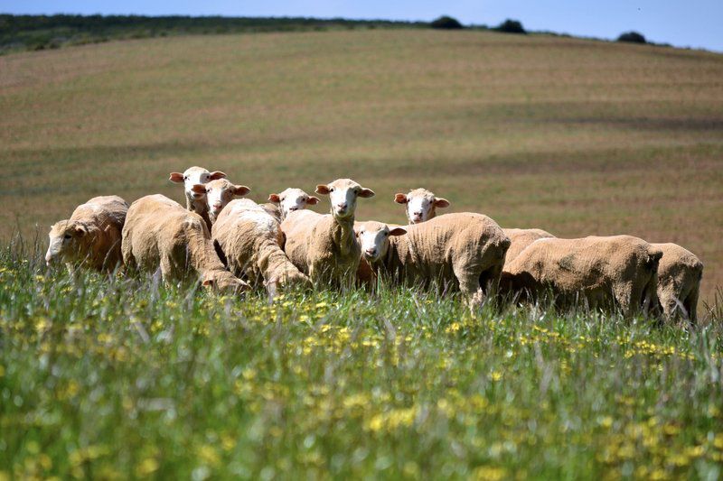 Dassenheuwel Farm Stay And Cottages Malmesbury Western Cape South Africa Sheep, Mammal, Animal, Agriculture, Farm Animal, Herbivore, Field, Nature, Lowland