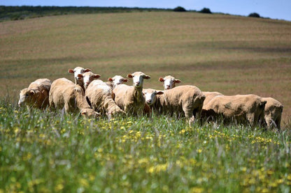 Dassenheuwel Farm Stay And Cottages Malmesbury Western Cape South Africa Sheep, Mammal, Animal, Agriculture, Farm Animal, Herbivore, Field, Nature, Lowland