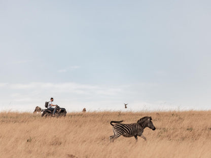 Dawsons Game And Trout Lodge Badplaas Mpumalanga South Africa Animal, Lowland, Nature