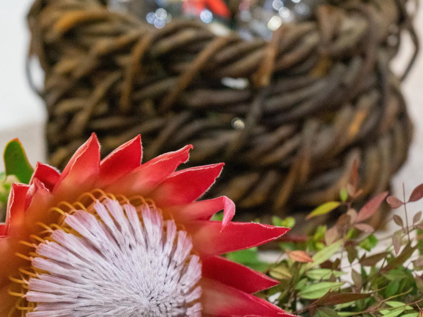 De Akker Guest House Oudtshoorn Western Cape South Africa Daisy, Flower, Plant, Nature, Bokeh