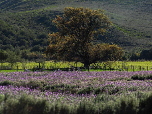 De Cango Farm Oudtshoorn Western Cape South Africa Field, Nature, Agriculture, Lavender, Plant