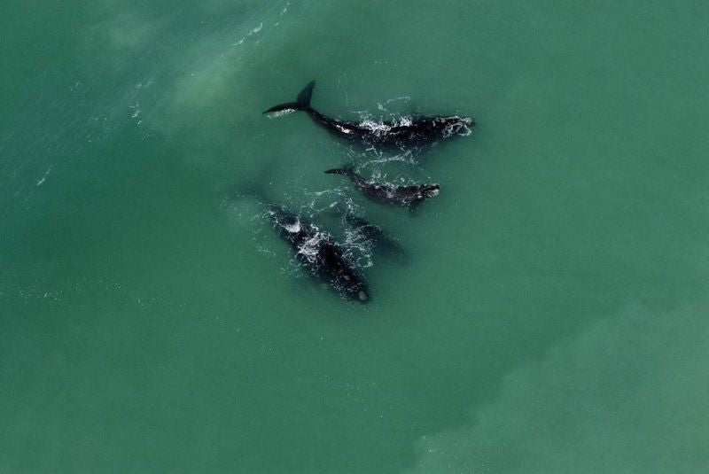 De Hoop Collection Campsite Rondawels De Hoop Nature Reserve Western Cape South Africa Low Contrast, Dolphin, Marine Animal, Animal, Predator, Whale