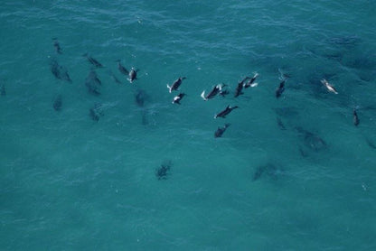 De Hoop Collection Campsite Rondawels De Hoop Nature Reserve Western Cape South Africa Colorful, Low Contrast, Dolphin, Marine Animal, Animal, Predator, Reef, Nature