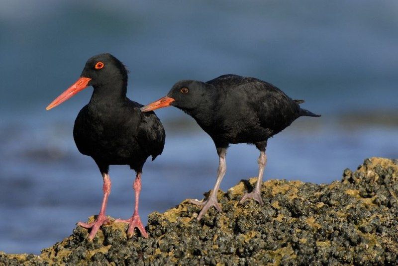 De Hoop Collection Campsite Rondawels De Hoop Nature Reserve Western Cape South Africa Bird, Animal