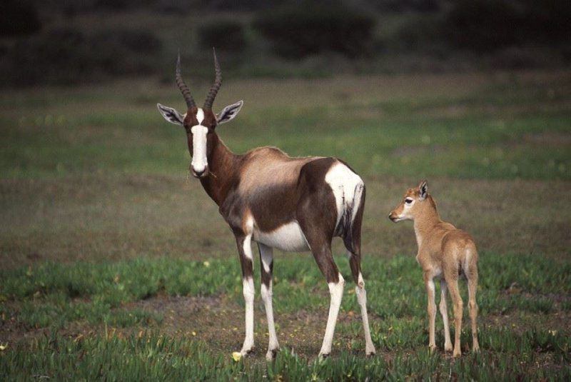 De Hoop Collection Campsite Rondawels De Hoop Nature Reserve Western Cape South Africa Animal