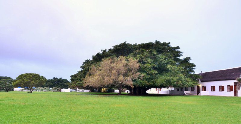 De Hoop Collection Campsite Rondawels De Hoop Nature Reserve Western Cape South Africa Complementary Colors, Tree, Plant, Nature, Wood