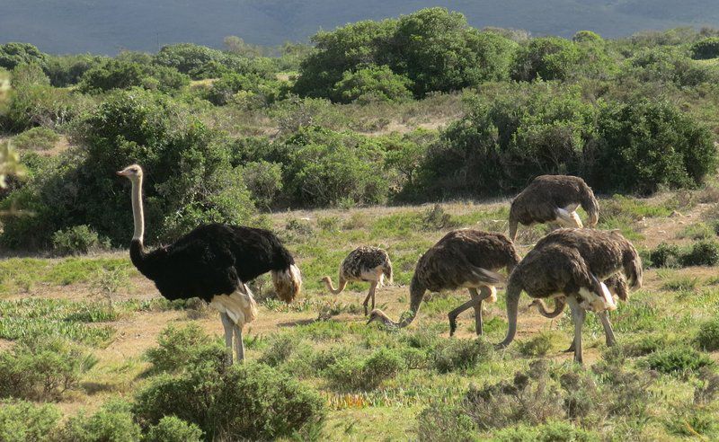 De Hoop Pop Up Camp De Hoop Nature Reserve Western Cape South Africa Ostrich, Bird, Animal