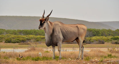 De Hoop Pop Up Camp De Hoop Nature Reserve Western Cape South Africa Sepia Tones, Gnu, Mammal, Animal, Herbivore