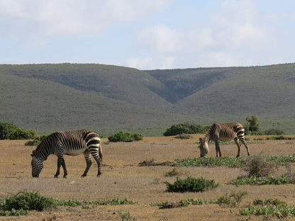 De Hoop Pop Up Camp De Hoop Nature Reserve Western Cape South Africa Complementary Colors, Zebra, Mammal, Animal, Herbivore