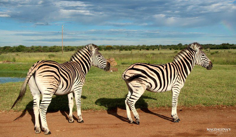 De Kleine Serengeti Game Lodge Dinokeng Game Reserve Gauteng South Africa Zebra, Mammal, Animal, Herbivore