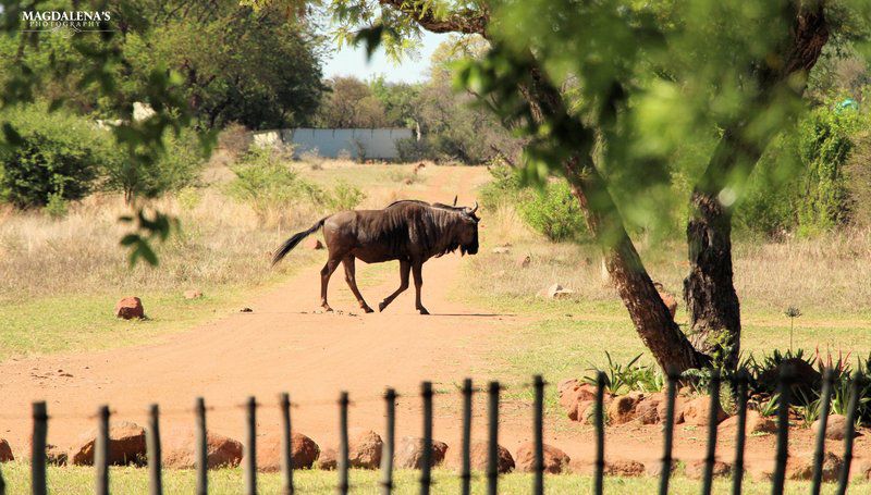 De Kleine Serengeti Game Lodge Dinokeng Game Reserve Gauteng South Africa Gnu, Mammal, Animal, Herbivore, Water Buffalo