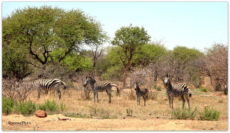 De Kleine Serengeti Game Lodge Dinokeng Game Reserve Gauteng South Africa Zebra, Mammal, Animal, Herbivore